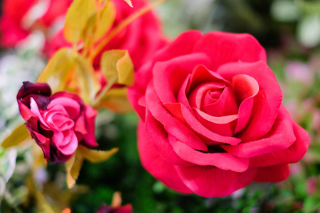 红玫瑰盛开的花园背景或纹理，情人节那天