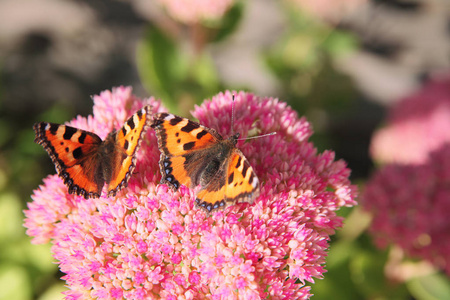 橙色的蝴蝶在花上两只橙色的蝴蝶坐在粉红色的花上照片