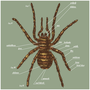 蜘蛛解剖图包括所有的动物的各部分的名称.