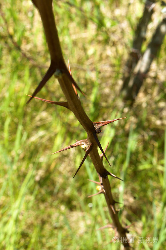 树枝刺玫瑰芽树枝灌木