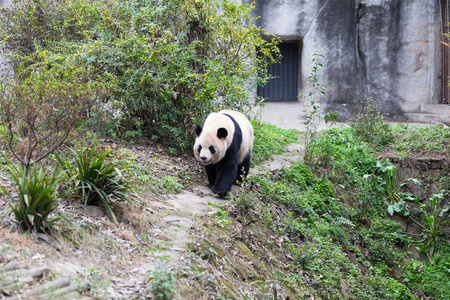 可爱的大熊猫在动物园