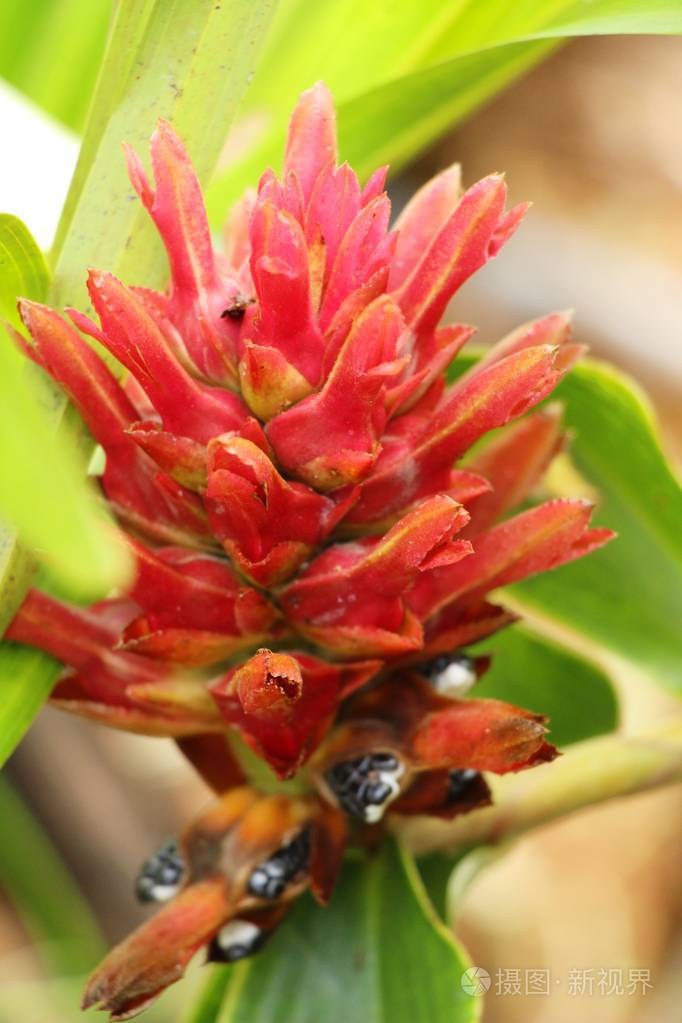 红姜或姜科植物与自然