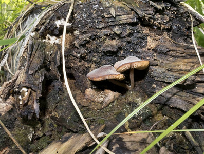 蘑菇生长在被苔藓覆盖的老树桩上