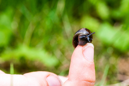 手指上爬行的小蜗牛