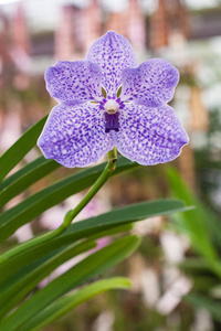 美丽的兰花。中联或中联蓝花格里夫。各种各样的花从花束关闭