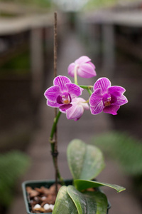 蝴蝶兰花花关闭。花卉的背景。选择性的焦点