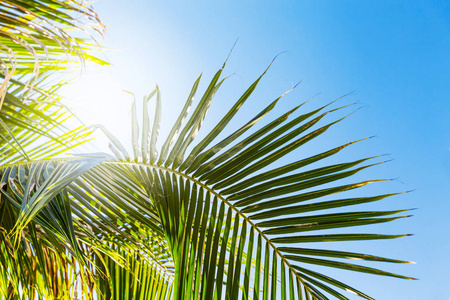 热带棕榈树叶在蓝蓝的天空