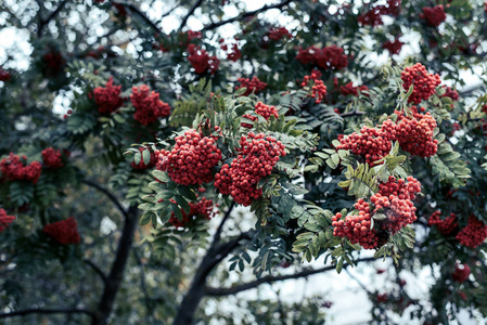 山灰的成熟浆果, 生长在树上, 秋天红色浆果, 特写, 复古风格在公园