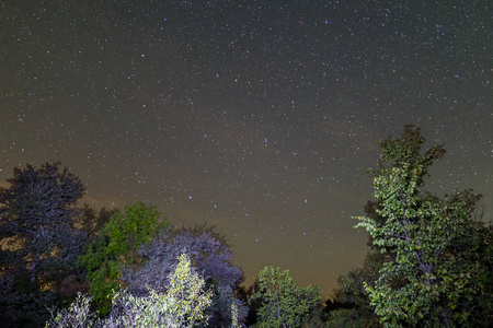 夜景观森林和星空熊主要星座