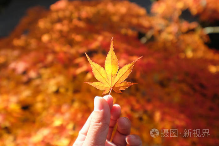 手拿着一片红色的枫叶