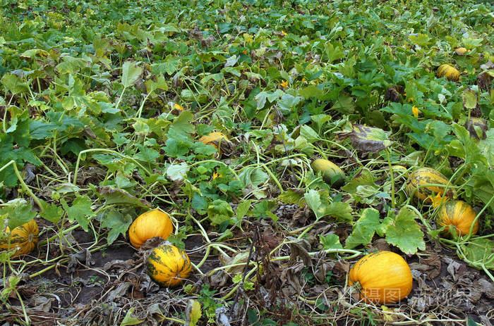 种植的年轻南瓜