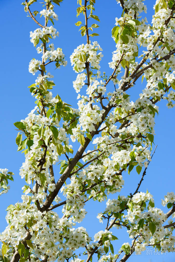 春天果园的开花树