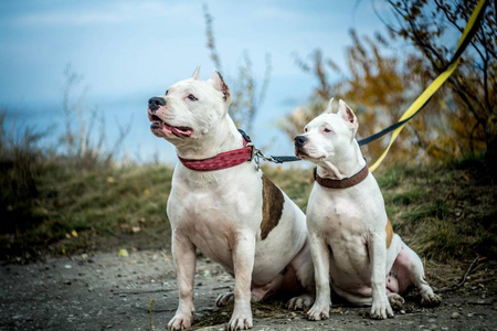 坑保加利亚斗狗比赛斯塔福德郡照片