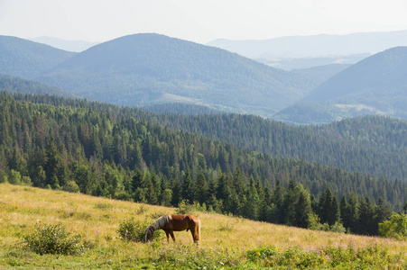 一匹马在山上放牧图片