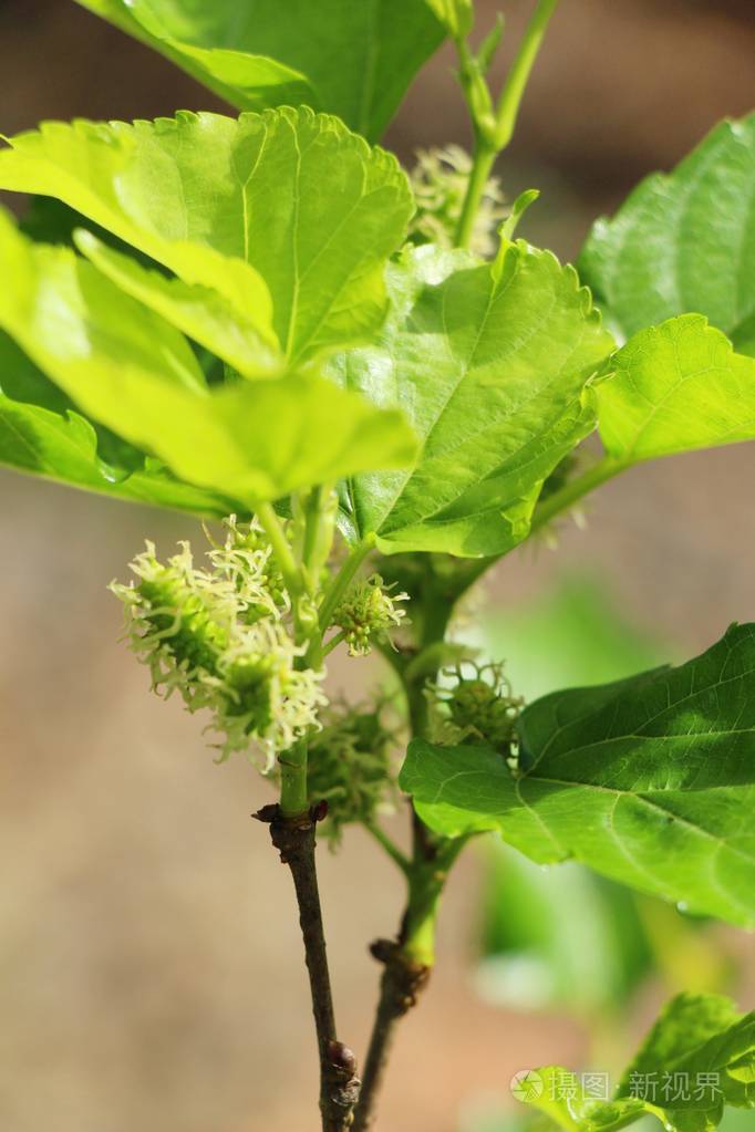 桑树上的桑树有机