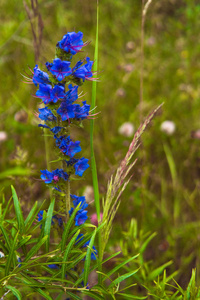 蓝色野花和绿色植物在山里