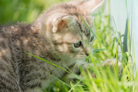 条纹塔比小猫肖像图片