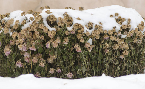 在雪下的花