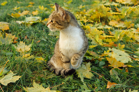 猫座位上掉落的黄色枫叶图片