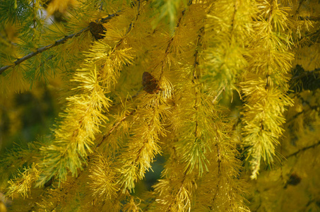 明亮的黄色针叶树, 有成捆的落叶针.