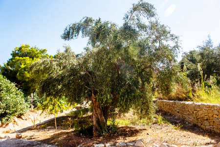 橄榄树生长在山坡上。它是炎热和干燥