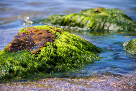海中岩石上的绿藻。石头岩石藻类和海洋海岸和石头。美丽的风景, 海边, 自然光, 自然杰作, 海滩上的岩石