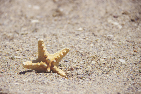 海星或海海星站在沙滩。与复制空间背景星鱼
