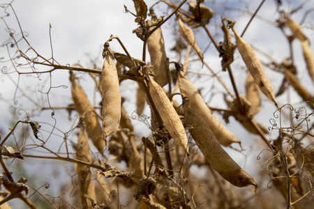 豌豆收获图片