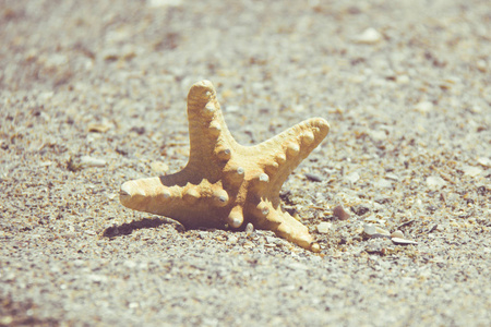 海星或海海星站在沙滩。与复制空间背景星鱼