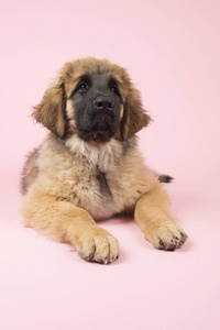 Leonberger 上粉红色的小狗