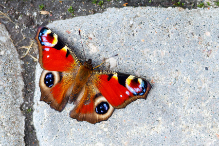 坐在地上只美丽的蝴蝶