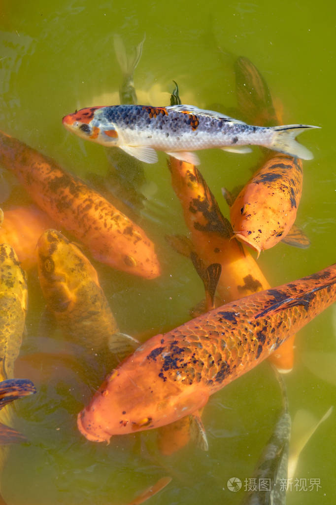 在池塘的锦鲤鱼