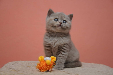 英国短毛猫小猫与橙色背景，宝贝可爱和可爱的小猫