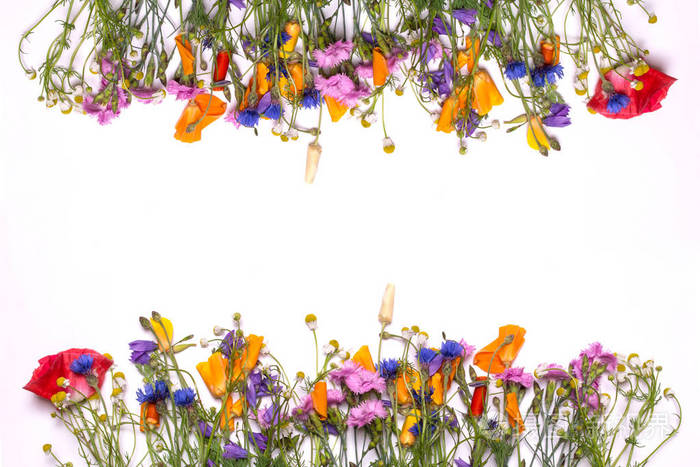 娇嫩的小花的框架边框。白色背景上的黄色 紫色 粉红色春花