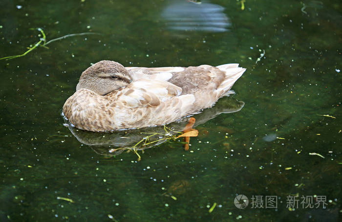 睡觉的鸭子新西兰