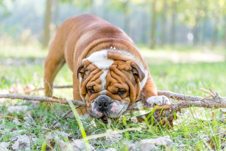 摆姿势的可爱英国斗牛犬