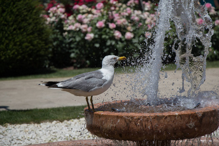 海鸥在玫瑰花园喷泉