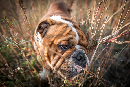 摆姿势的可爱英国斗牛犬