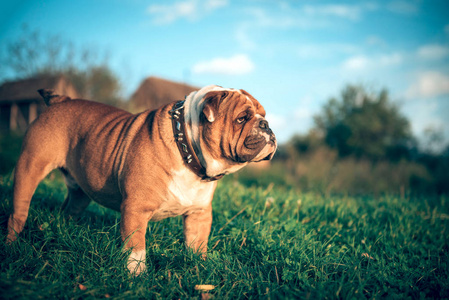 摆姿势的可爱英国斗牛犬