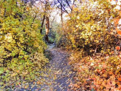 秋季森林景观徒步穿越树木，在玫瑰峡谷，黄色叉子和大岩石小径，在Oquirrh山上，在美国犹他州盐湖前面。
