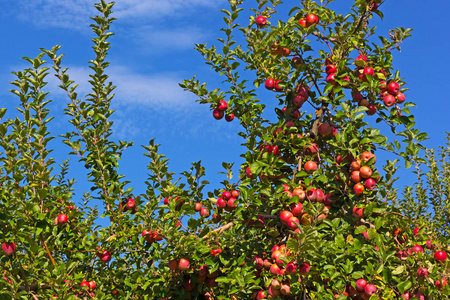 苹果树与成熟的果子在蓝天之下与云彩