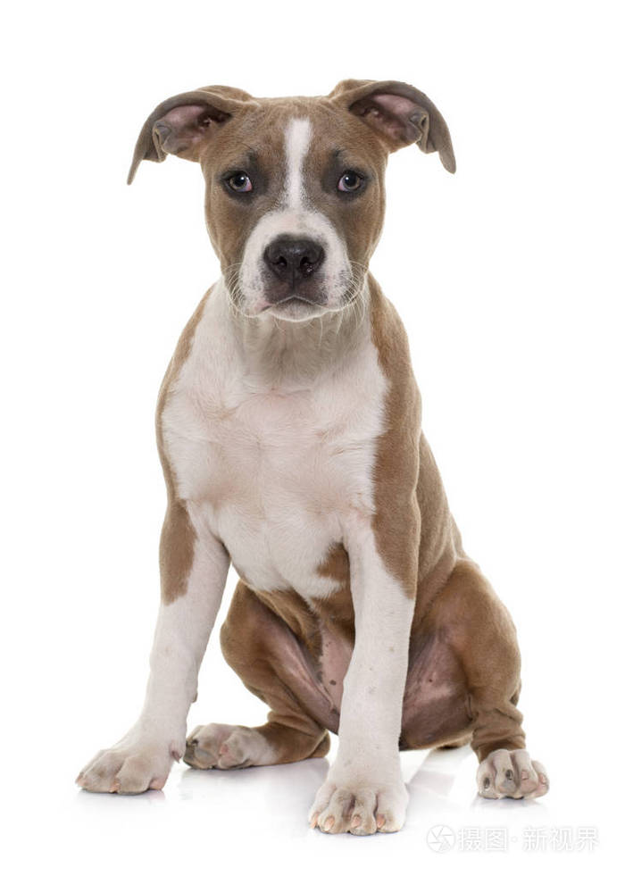 小狗美国斯塔福郡梗犬