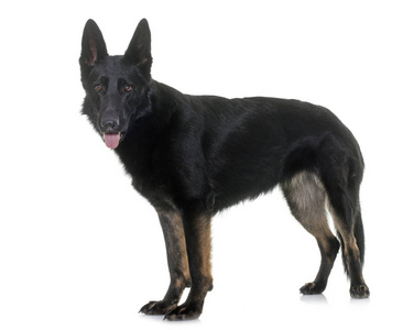黑德国牧羊犬图片