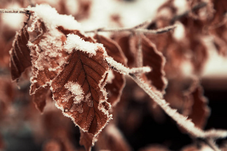 美丽的秋叶在第一雪。冷冻叶