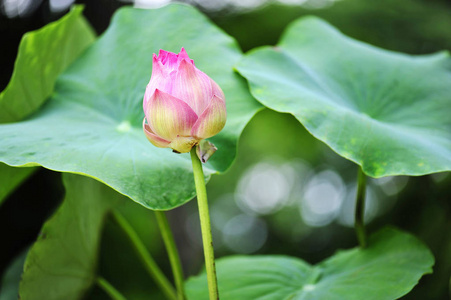 美丽的莲花泰国绿叶