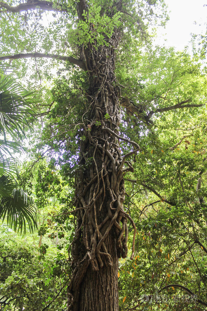 一棵树干,植物寄生虫