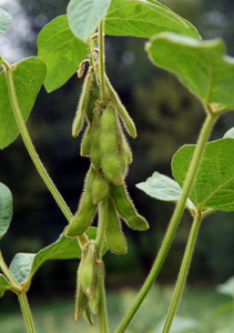 田间的大豆植物科学家考核大豆植物大豆植物生长台隔离的向白色的背景
