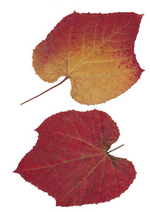 红色和黄色的 minispermum 攀缘植物的叶