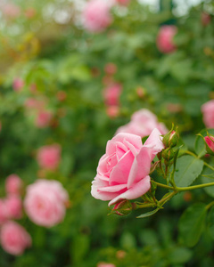 布什的粉红色玫瑰