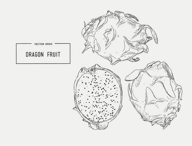 矢量手绘制的组的异国情调的水果。孤立的火龙果。龙